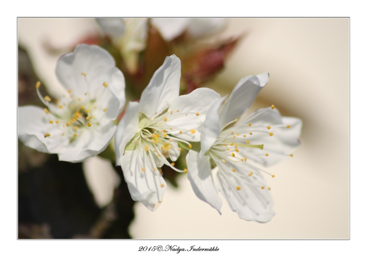 Fleur de cerisier