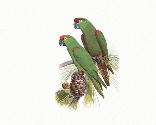 Divers types de perroquets - 2 -