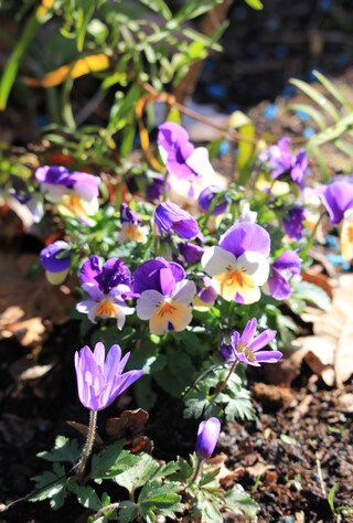 viola cornuta