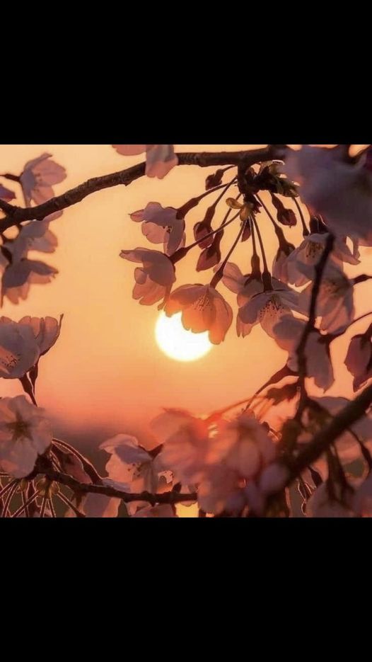 Peut être une image de arbre fruitier à noyaux et éclipse
