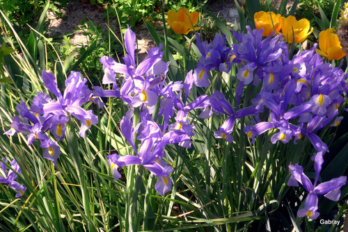  Les fleurs de mon jardin en avril ...