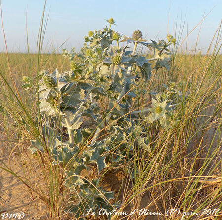 Eryngium maritimum  -  panicaut maritime