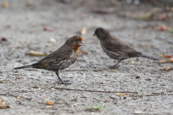 House Finch - Long Beach