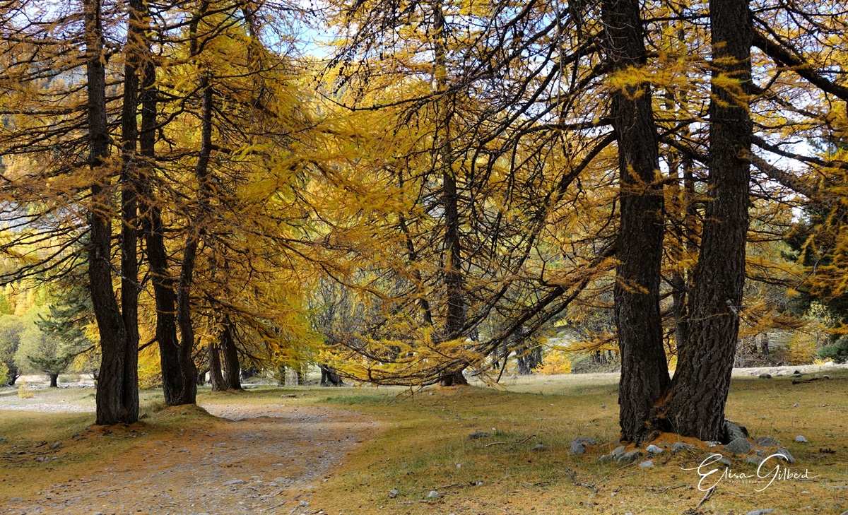 Féerie d'Automne