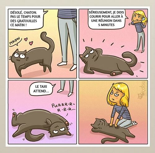 Histoire de chats (j'adore)