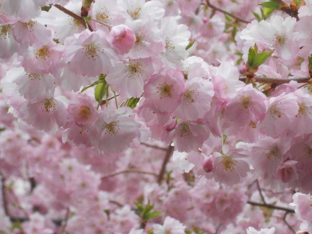 une pluie de fleurs....