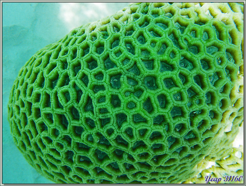 Superbe patate de corail vert - Anse de Port Launay - Mahé - Seychelles 