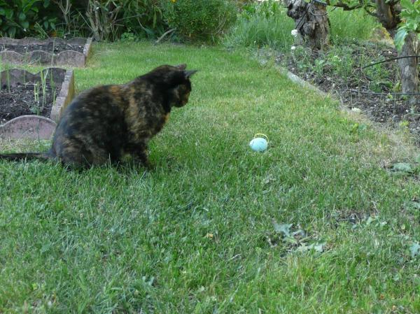 Chasse aux oeufs de Paques et chat