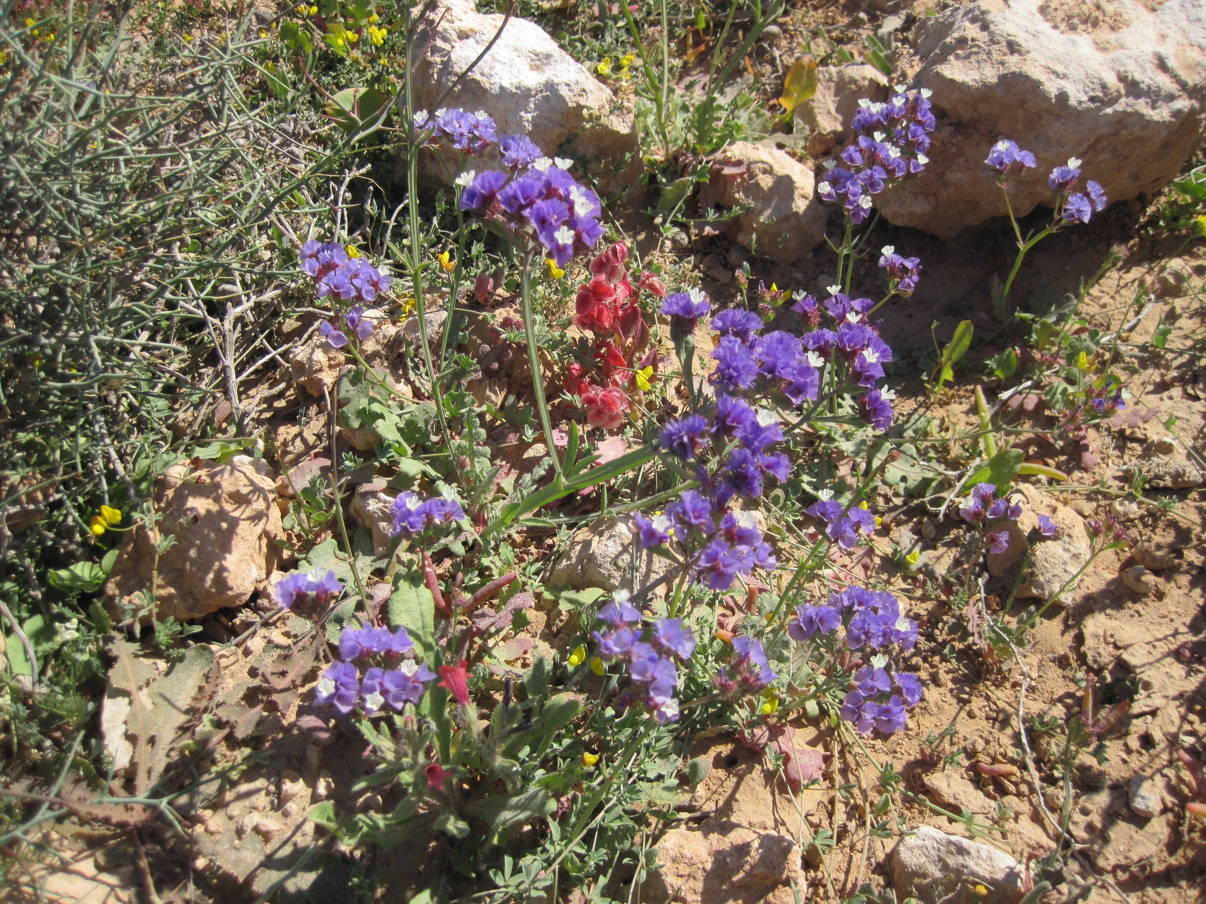 Désert fleuri