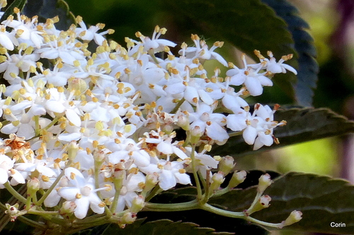 Jolies petites fleurs blanches