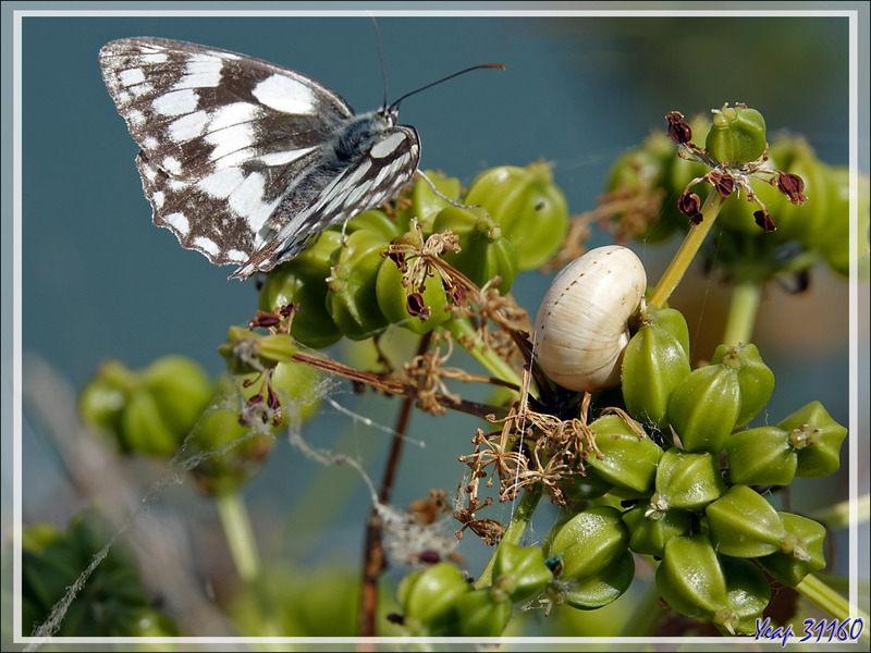 Le papillon-demi-deuil et l'escargot sur graines vertes de maceron (poivre du saunier) - Ars-en-Ré - Ile de Ré - 17