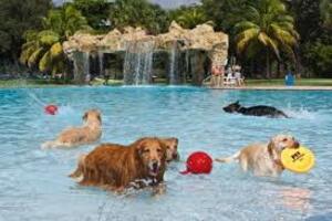 rainbow dog pool party paradise 
