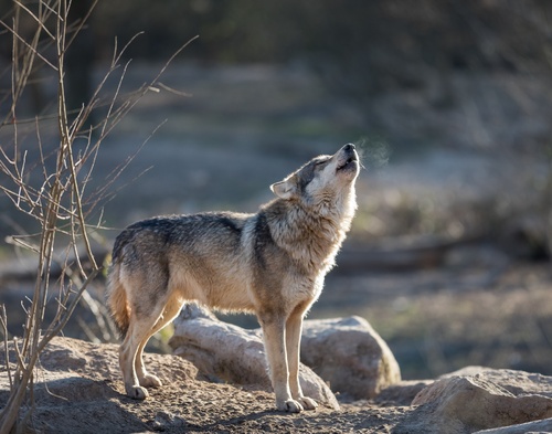 Pèr la Candelouso, lou loup sort de soun trau 