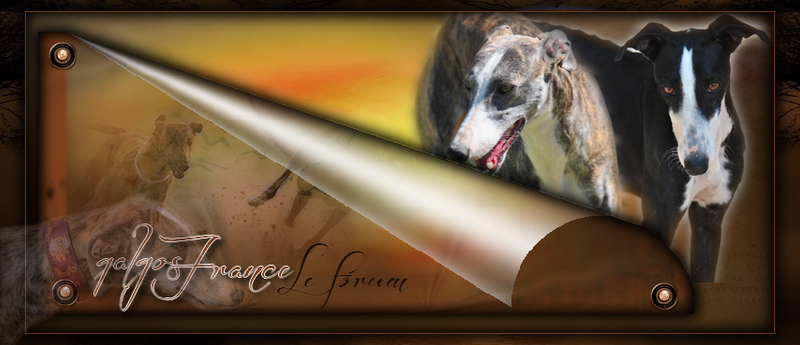 Cadeaux faits sur mon forum pour Galgos France