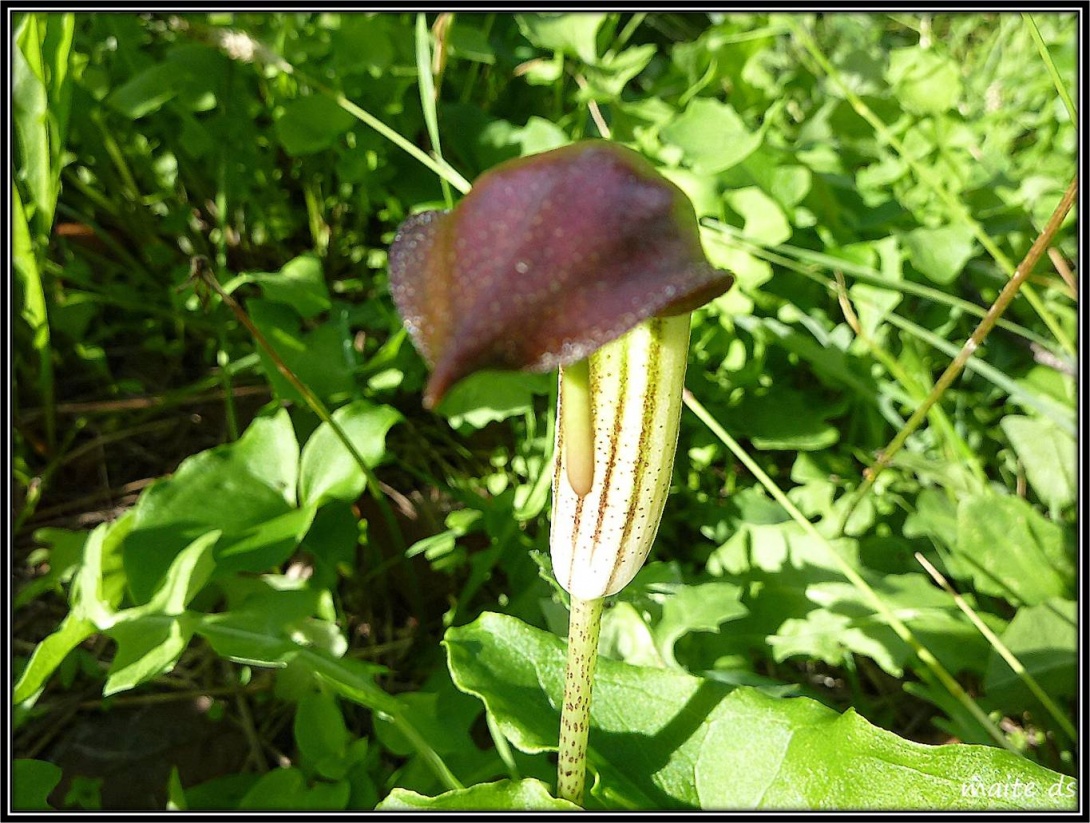 Fleur inconnue !!!!