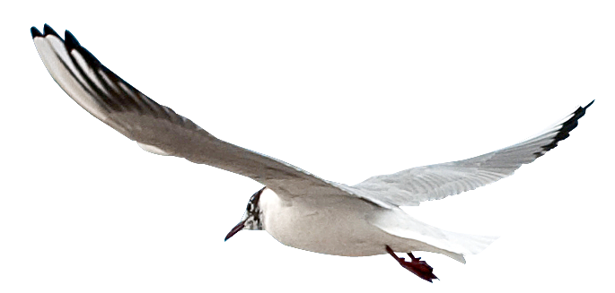 tubes oiseaux