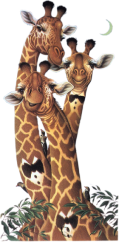 Girafes 1