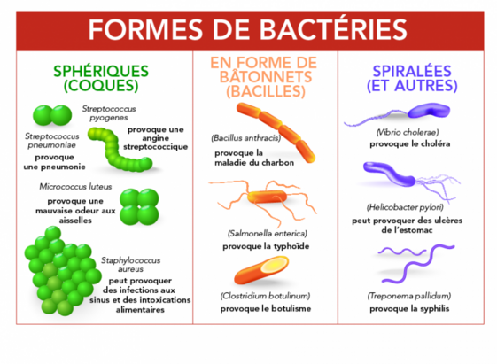  ღ꧁ღ╭⊱ꕥ  Bactérie et Microbe ꕥ⊱╮ღ꧂ღ 