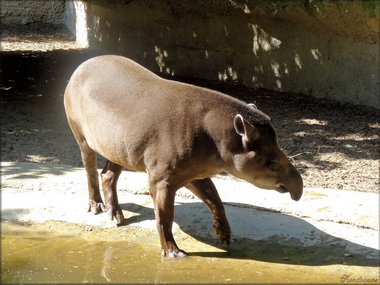 Photo de Tapir du Zoo de la Palmyre
