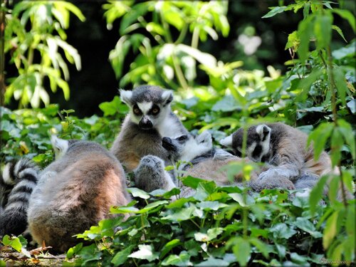 Maki Catta (Zoo des Sables d'Olonne)