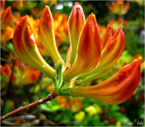 Arbres et arbustes en fleurs