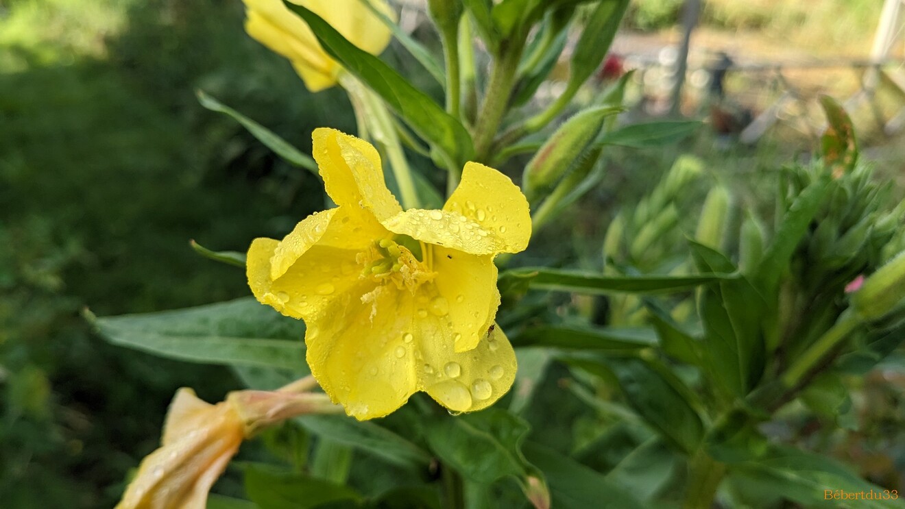 Nos fleurs du jardin - 3