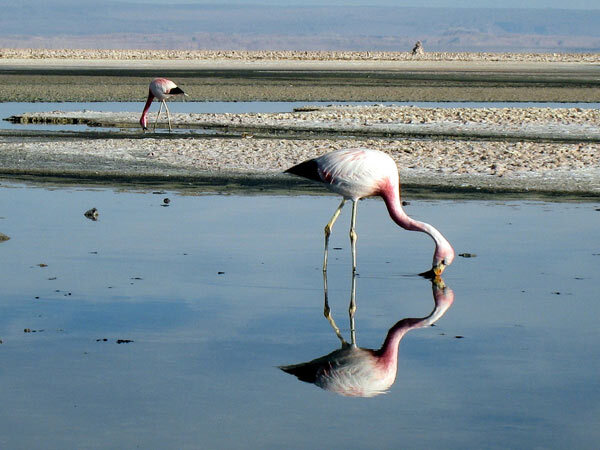 Flamants dans le désert Atacama