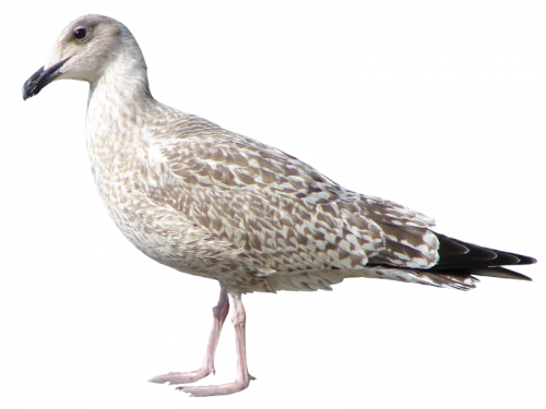 tubes oiseaux