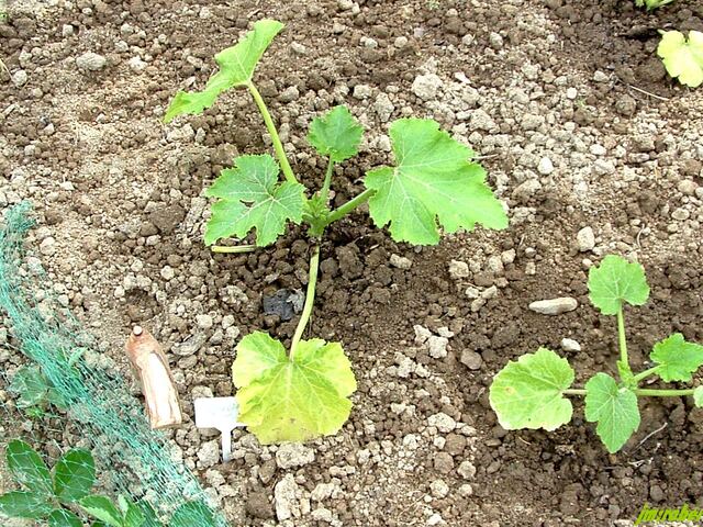 L'Ascension et le potager 