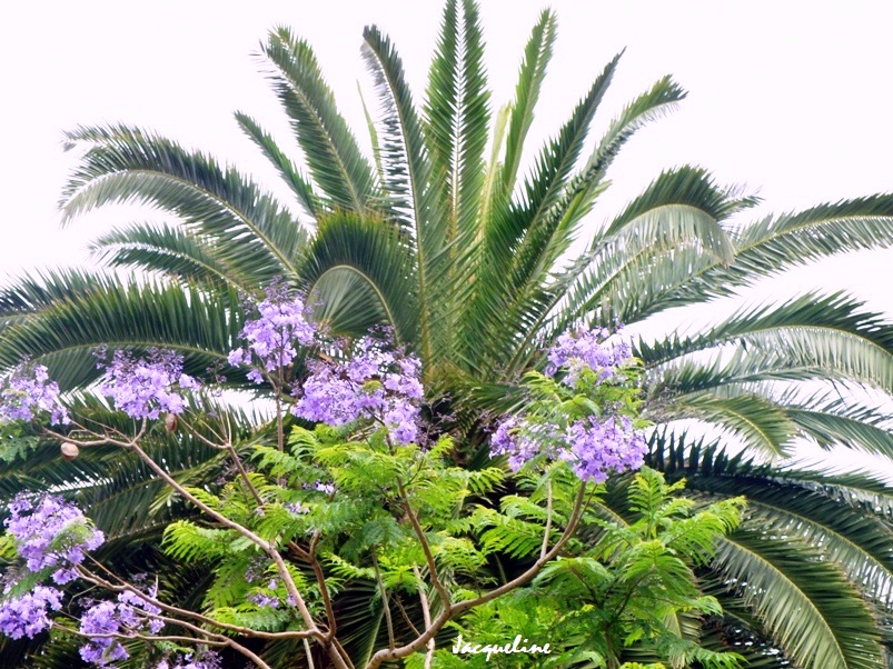 Fleurs bleues