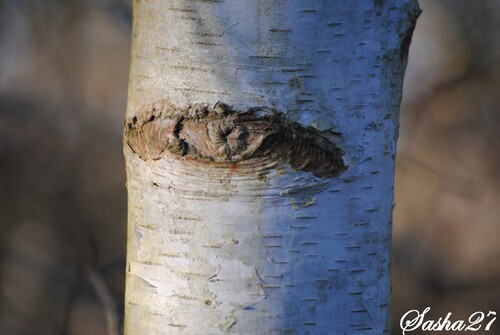 {sortie en forêt} Balade du 17/01 sur la voie verte