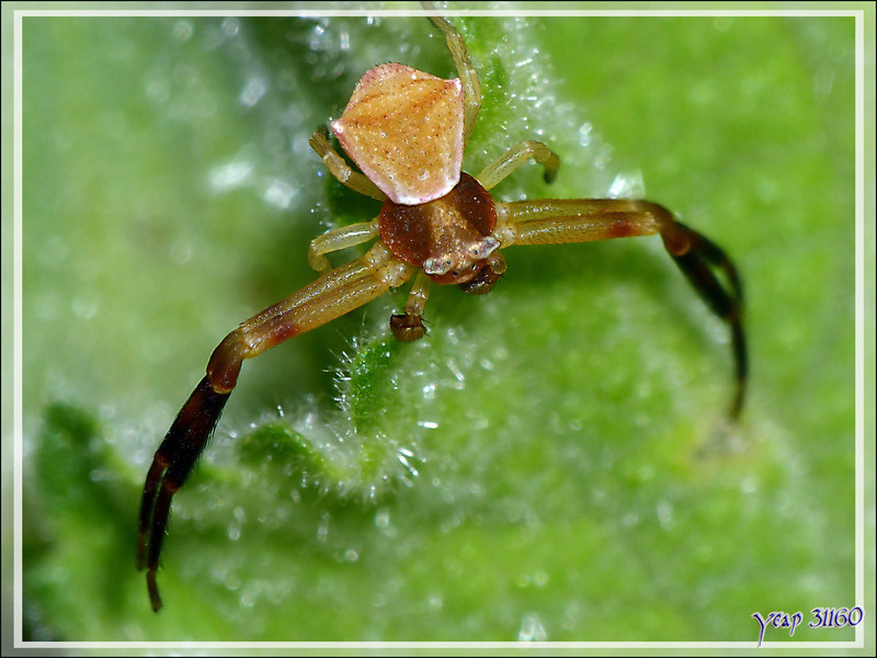 Araignée crabe Thomise enflée mâle (Thomisus onustus) - La Couarde-sur-Mer - Île de Ré - 17