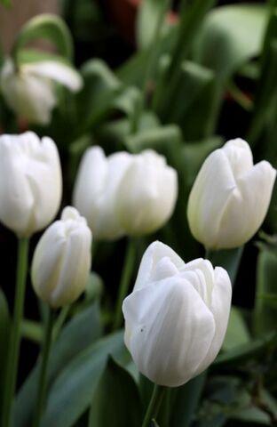 Tulipes 2024 : White Dynasty + White Prince