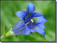 gentiana flmont