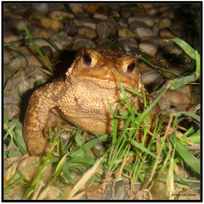 Crapaud commun - Bufo bufo