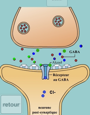 http://lancien.cowblog.fr/images/Cerveau1/gaba-copie-1.jpg