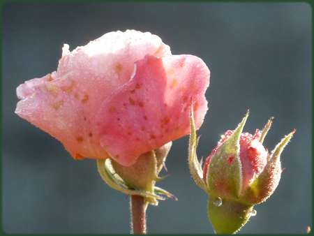 A la faveur d'une rosée...