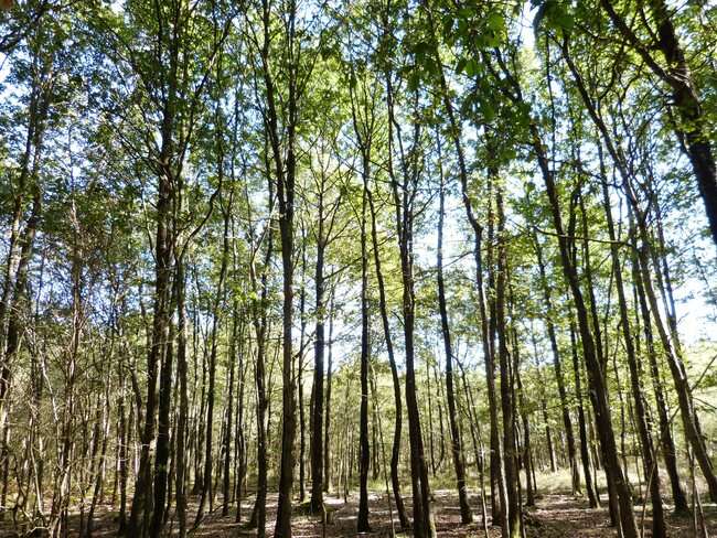 Randonnée dans la Vallée de Haute Chevreuse (Rambouillet - 104 km) - 24 septembre 2016