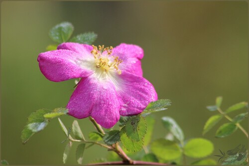 Foire aux plantes d'Aywiers 2015