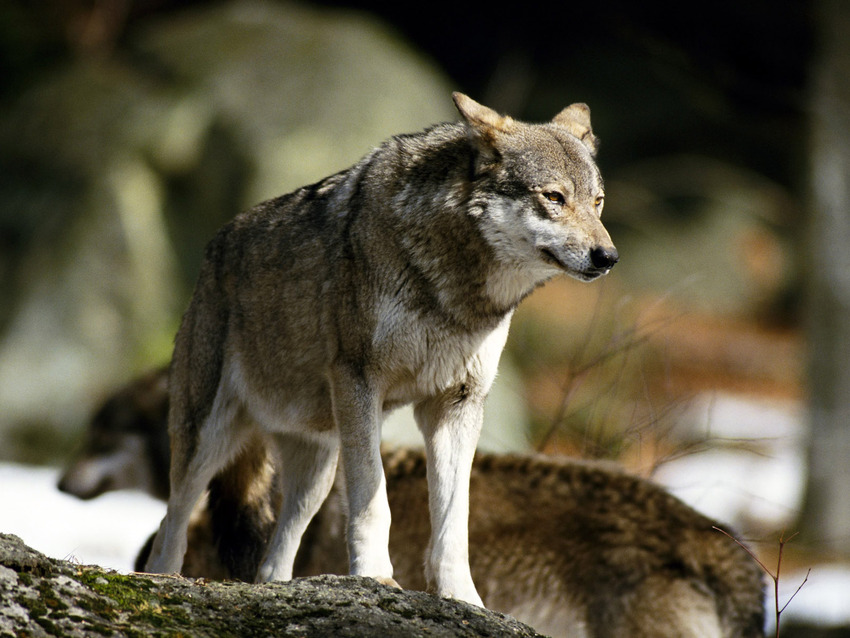 10 images de Loups