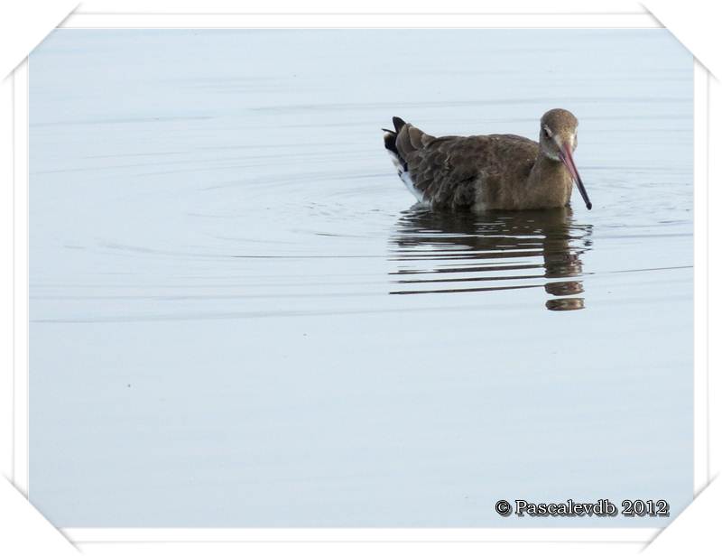 Visite à la réserve ornithologique du Teich - 2/8