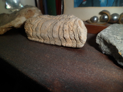Bivalve, fossile de mollusque lamellibranche, pouvant  dater du Toarcien-  160 millions d'années 