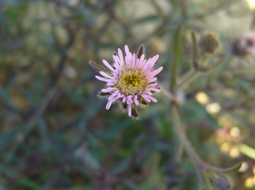 Fleurs roses