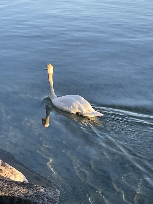 Majestueux cygne sur le Lac à Pully