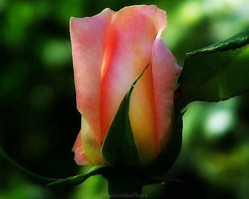 fond ecran rose rose003-1280