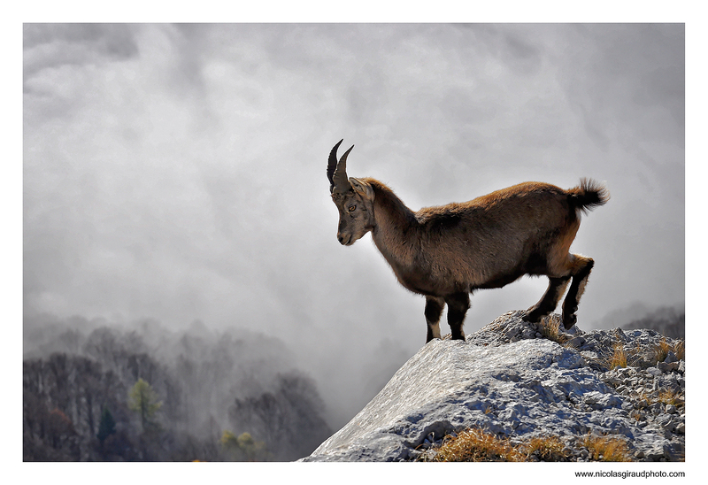 Rencontre avec les Bouquetins en Vercors