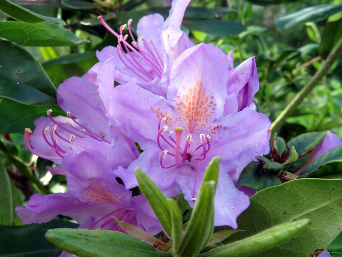 fleurs du jardin