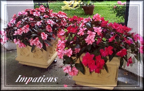 planter un impatient