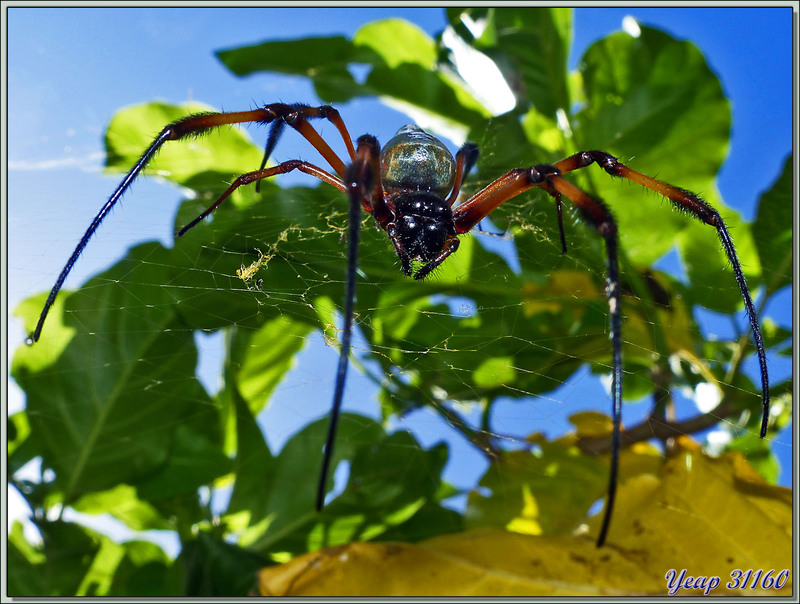 Araignée Néphile dorée femelle (Nephila inaurata) - Bird Island - Seychelles