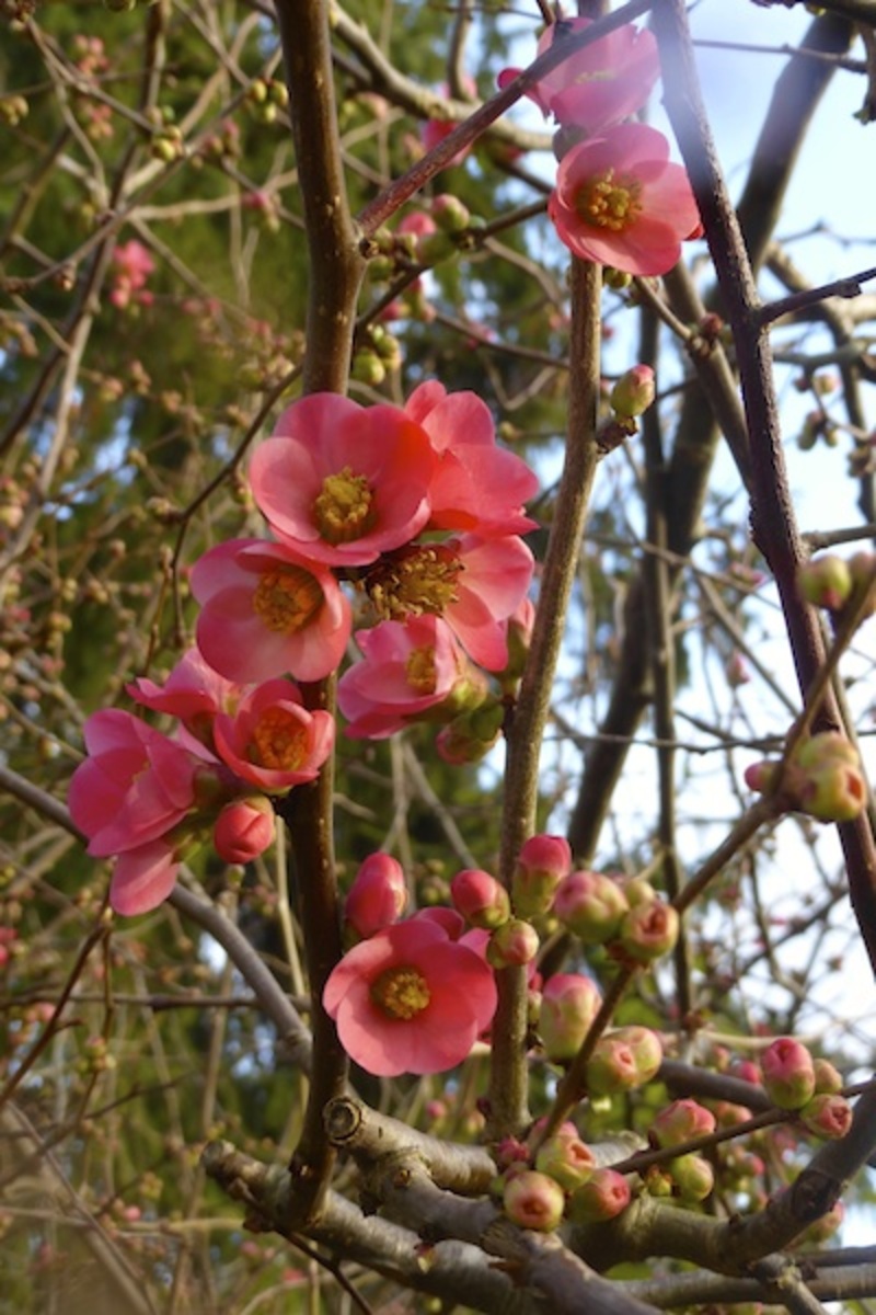 Le printemps tarde, ou l'hiver est revenu en Touraine?